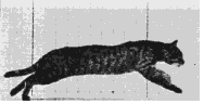 Cat running by Muybridge (61k file)